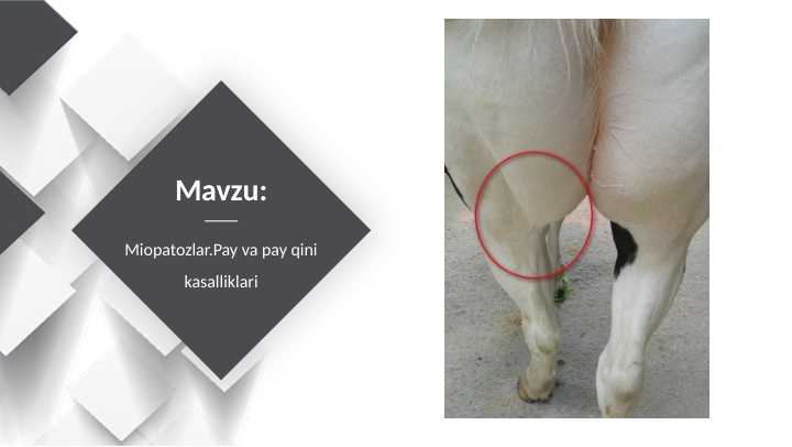Miopatozlar.Pay va pay qini kasalliklari