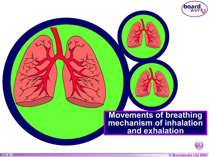 Movements of breathing mechanism of inhalation and exhalation