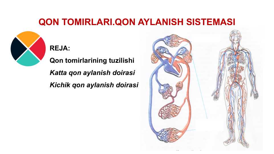 QON TOMIRLARI.QON AYLANISH SISTEMASI