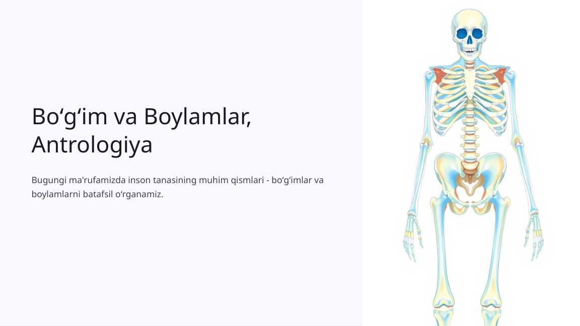 Boʻgʻim va Boylamlar, Antrologiya