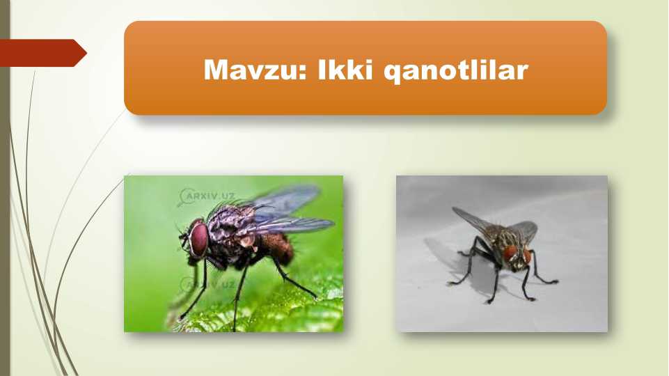 Ikki qanotlilar taqdimot