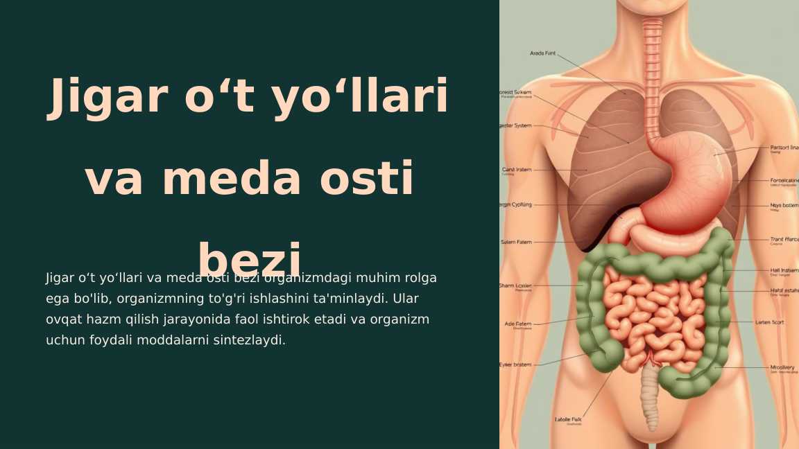 Jigar oʻt yoʻllari va meda osti bezi