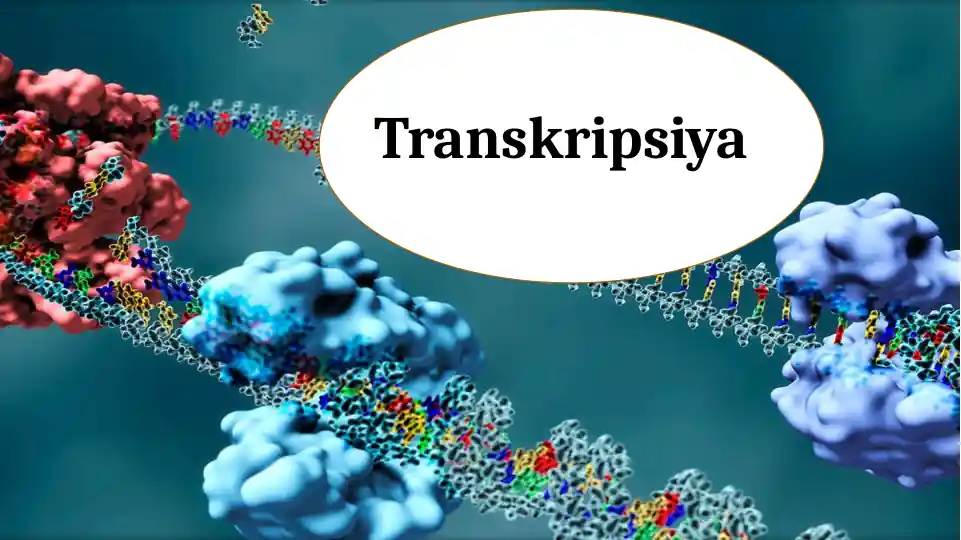 Transkripsiya