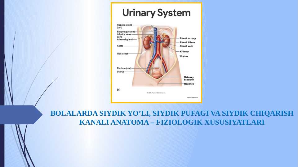 Bolalarda siydik yo’li, siydik pufagi va siydik chiqarish kanali anatoma – fiziologik xususiyatlari