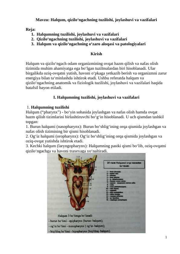 Halqum, qizilo‘ngachning tuzilishi, joylashuvi va vazifalari