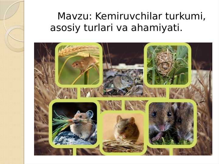 Kemiruvchilar turkumi, asosiy turlari va ahamiyati