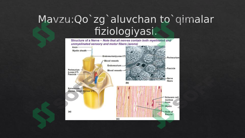 Qo`zg`aluvchan to`qimalar fiziologiyasi.