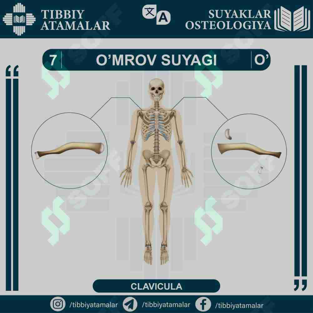 o'mrov - clavicula