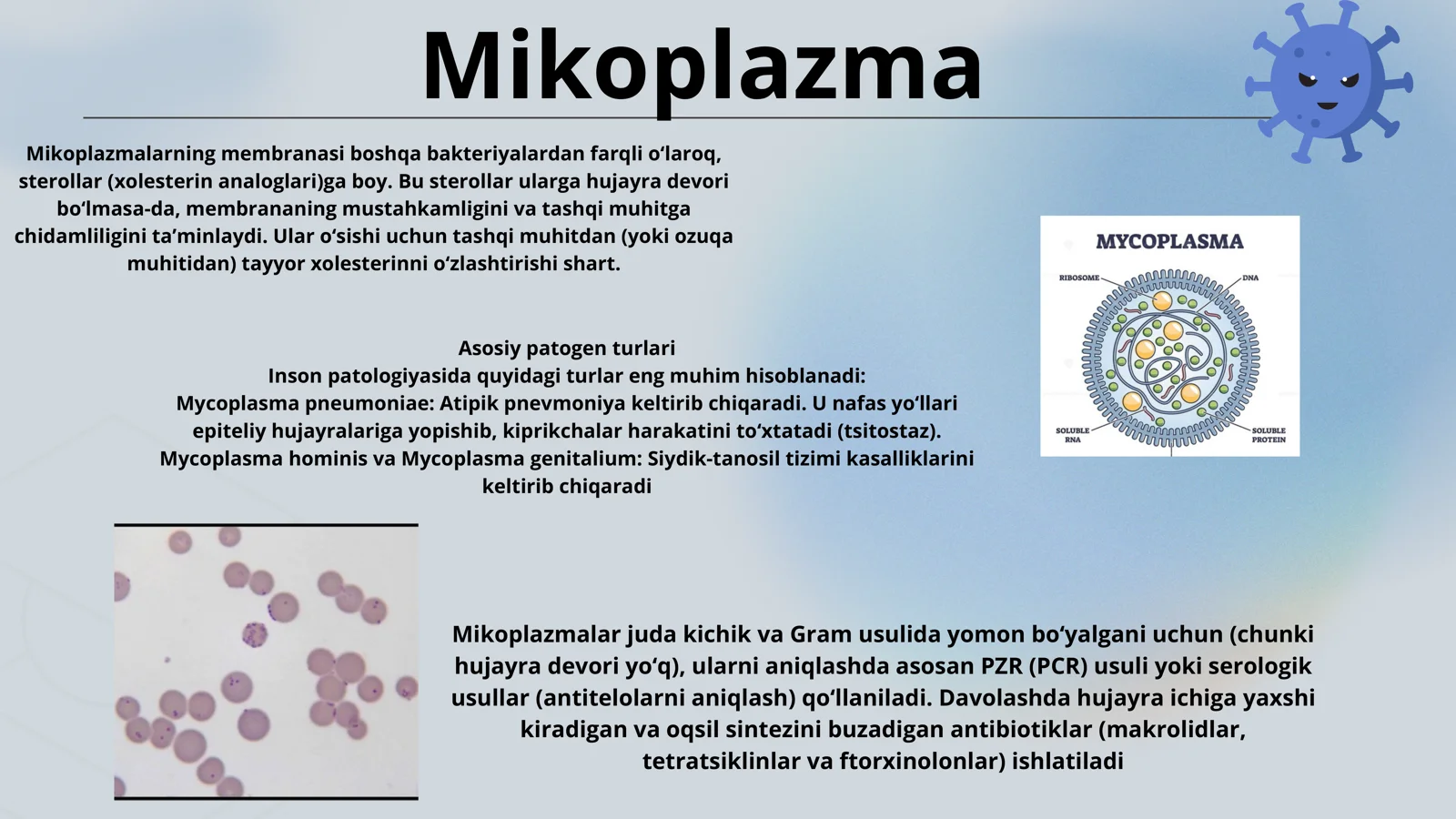 Mycoplasma turlari