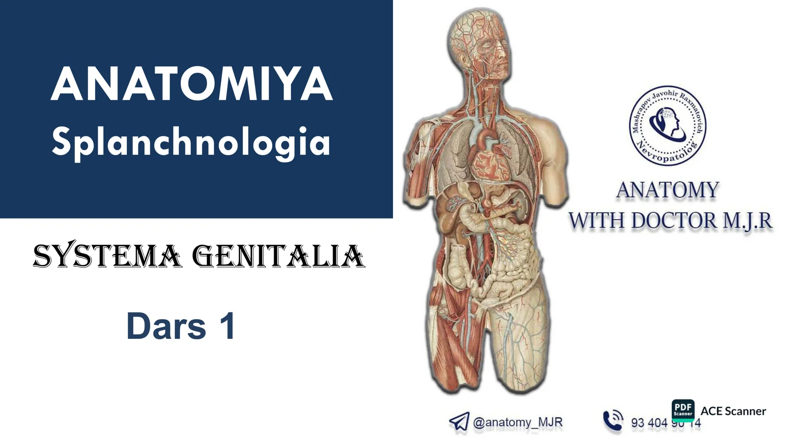 ANATOMIYA Splanchnologia
SYSTEMA GENITALIA
