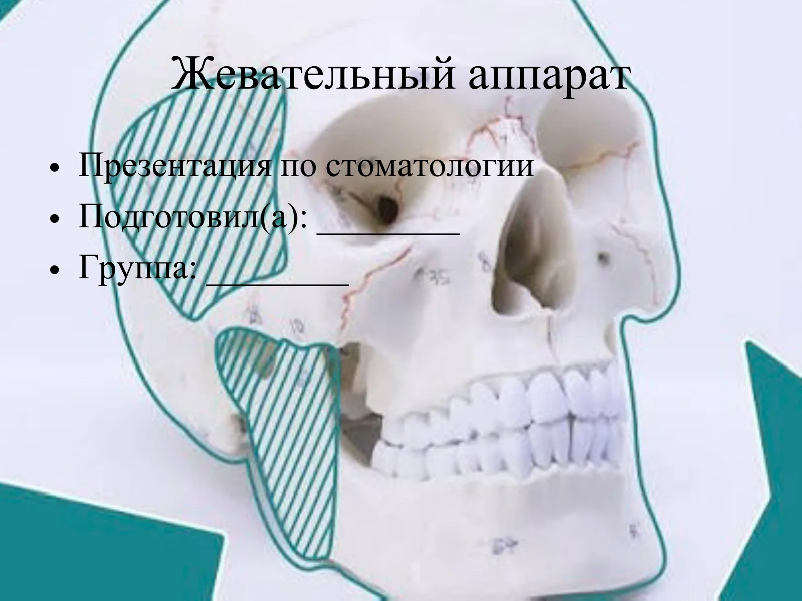 Жевательный аппарат