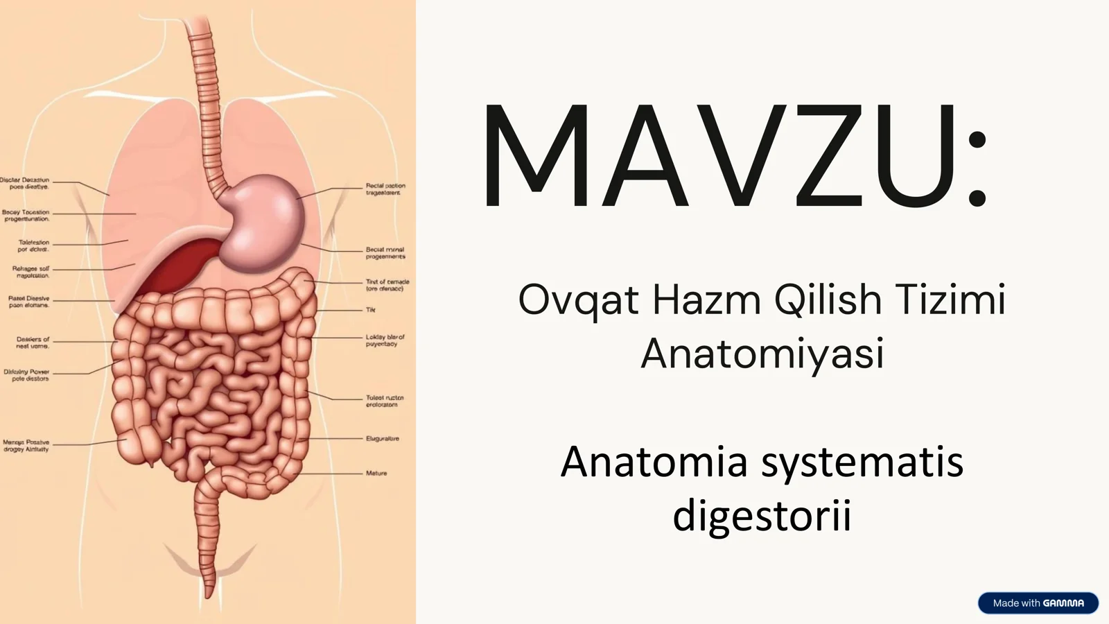 Ovqat Hazm Qilish Tizimi