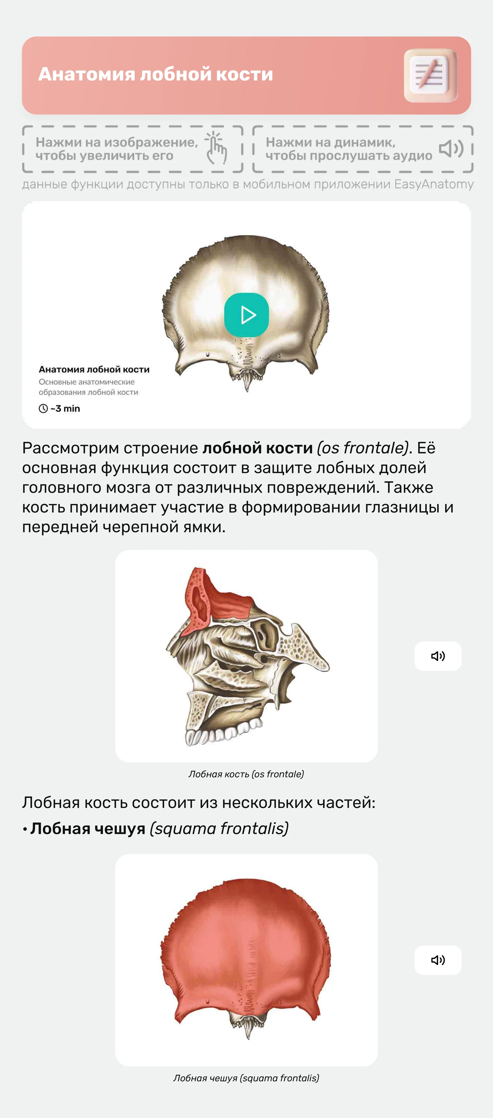 Лобная кость (os frontale)