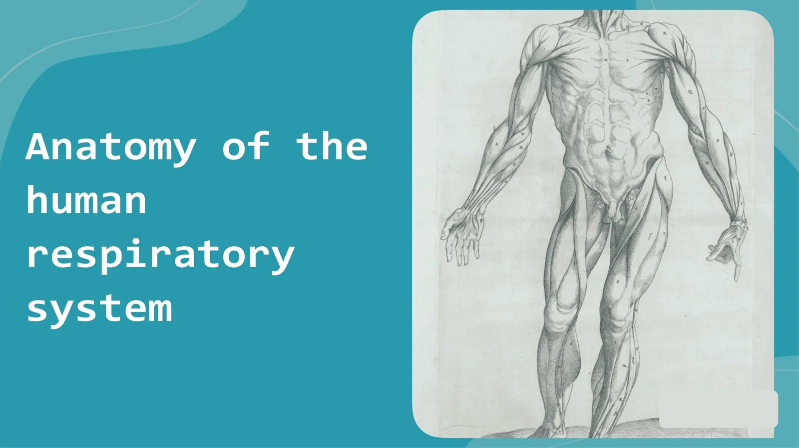 Anatomy of human respiratory system