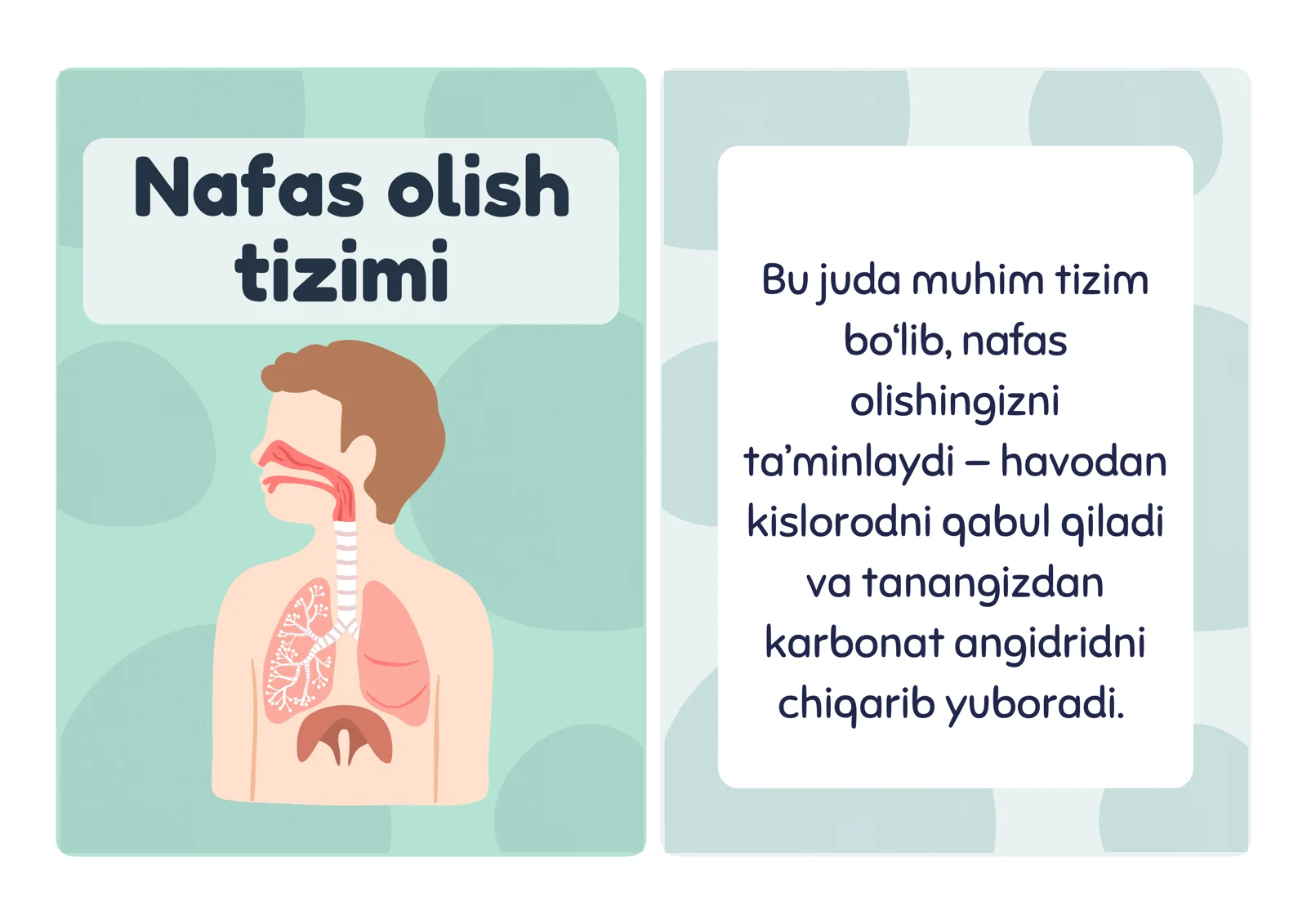 Nafas olish tizimi