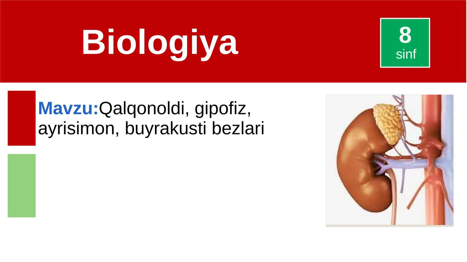 Qalqonoldi,gipofiz,ayrisimon,buyrakustibezlari