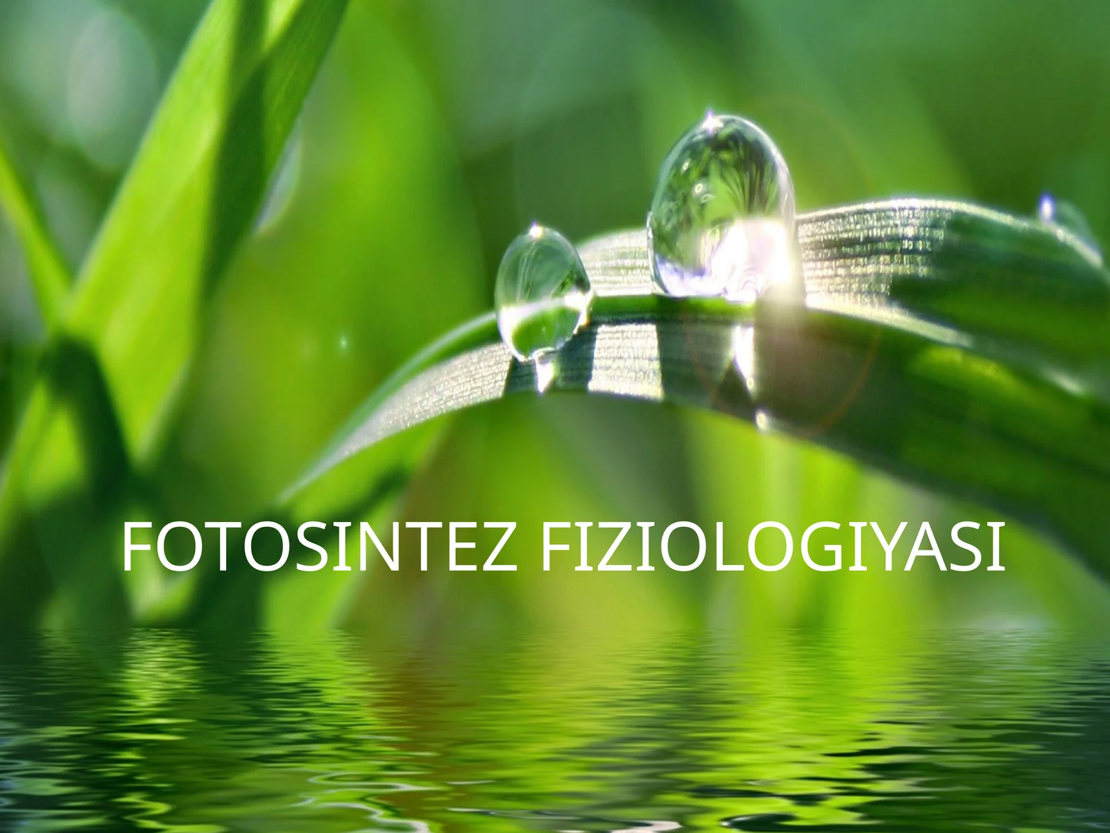 FOTOSINTEZ FIZIOLOGIYASI