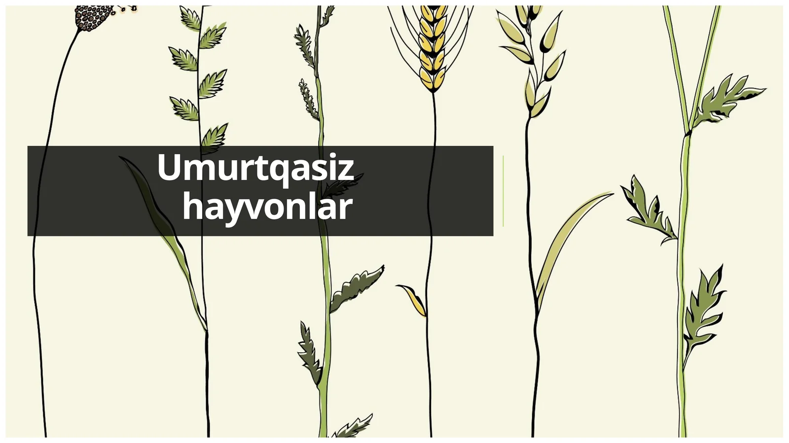Umurtqasiz hayvonlar