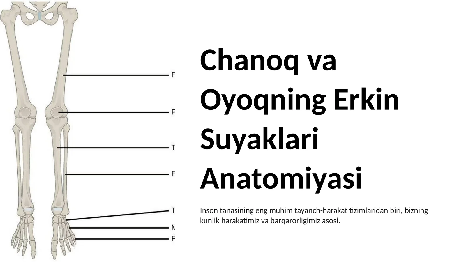Chanoq va Oyoqning Erkin Suyaklari Anatomiyasi