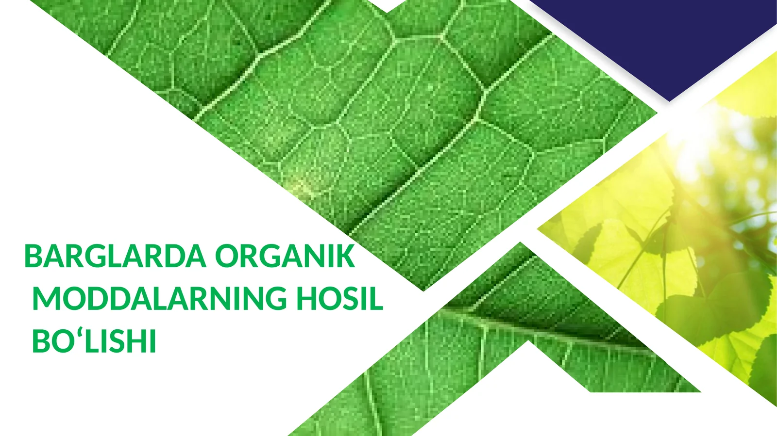 BARGLARDA ORGANIK MODDALARNING HOSIL BO‘LISHI