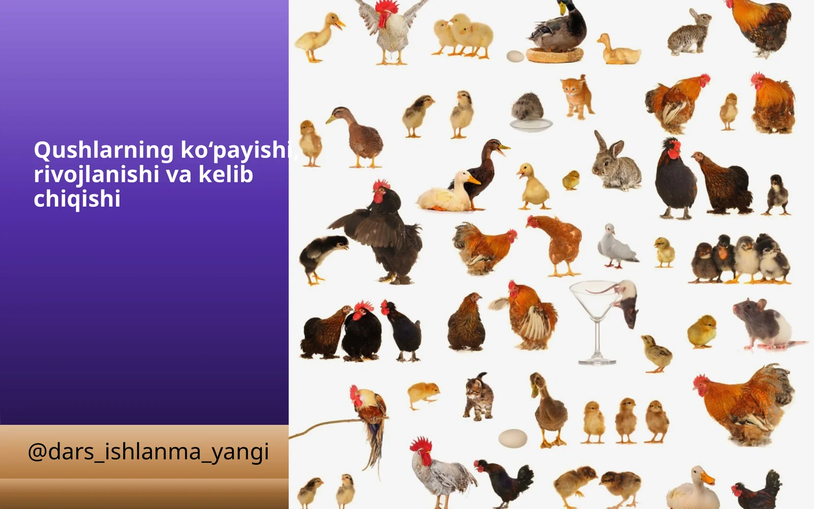 Qushlarning ko‘payishi, rivojlanishi va kelib chiqishi