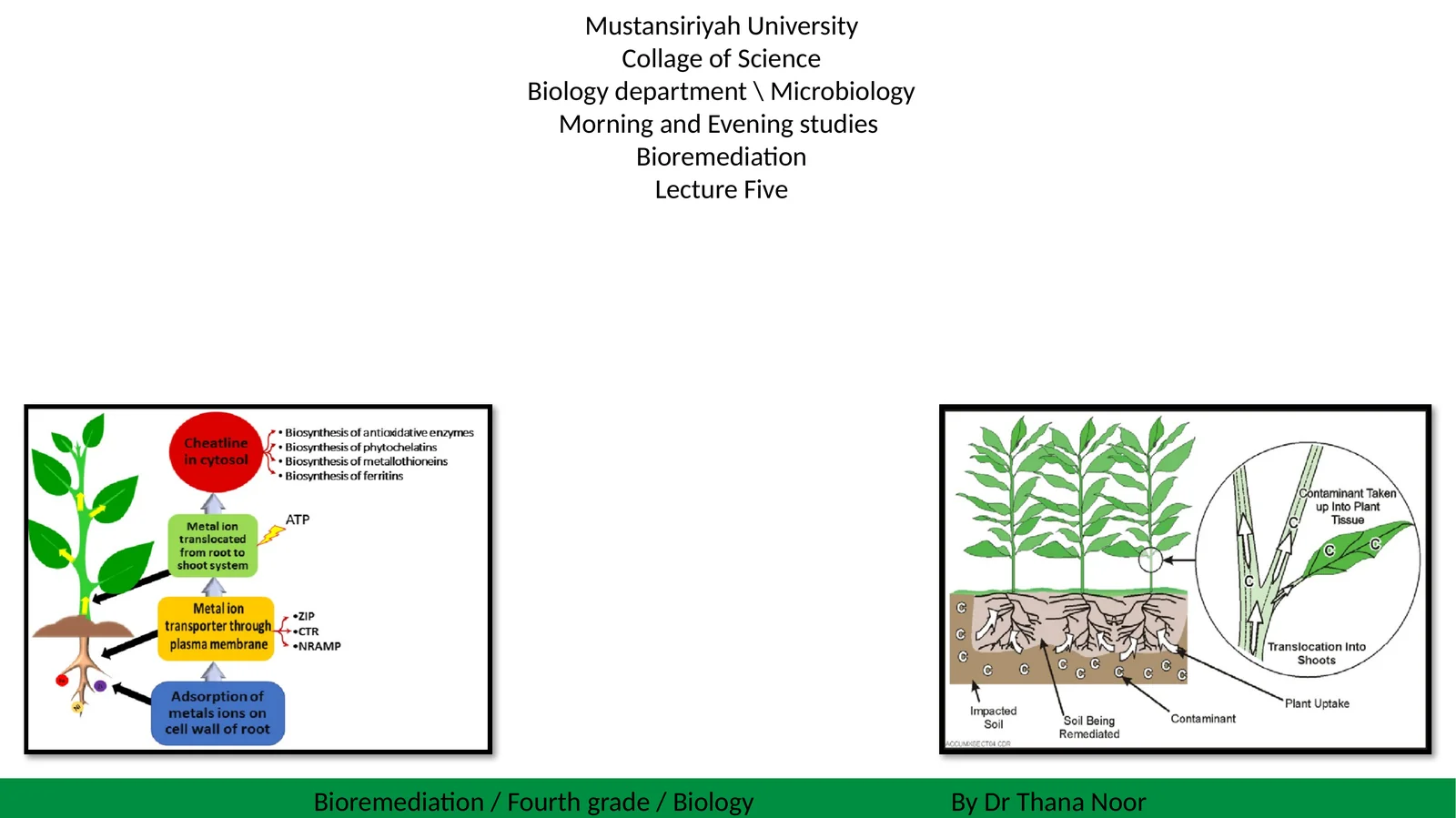 What is Phytoremediation?