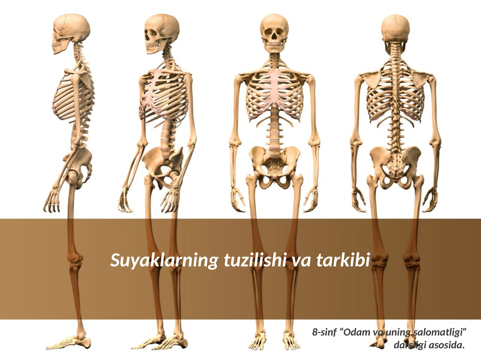 Suyaklarning tuzilishi va tarkibi