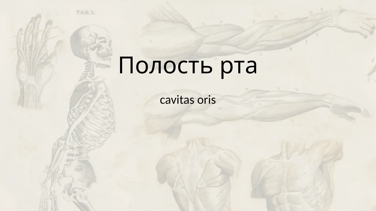 Полостьрта