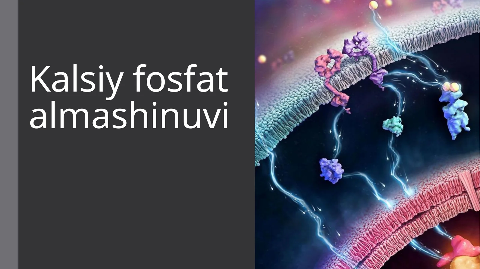 Kalsiy fosfat almashinuvi
