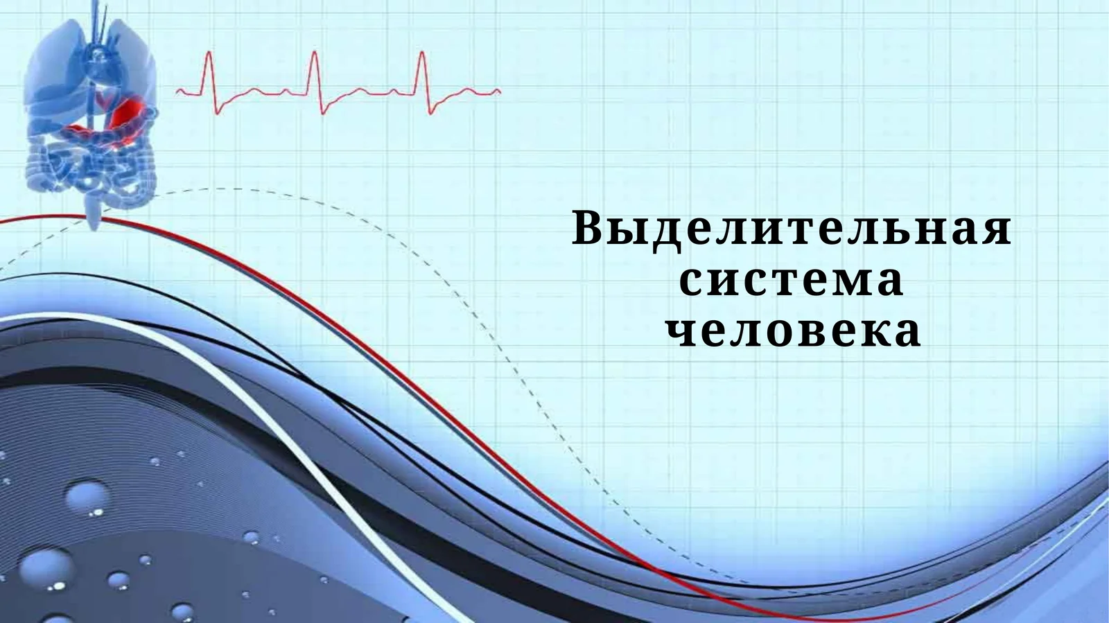 Выделительная система человека