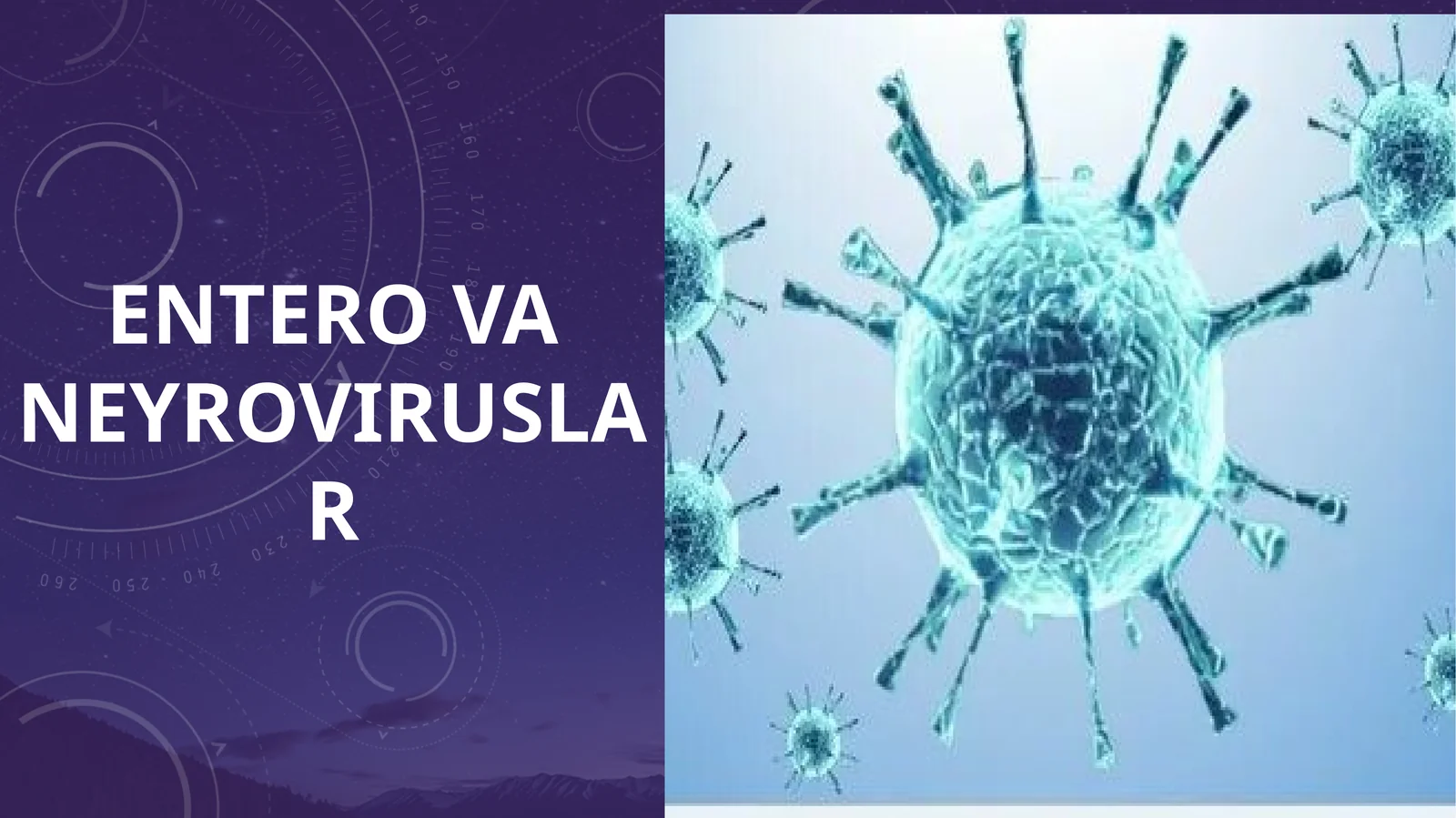 ENTERO VA NEYROVIRUSLAR