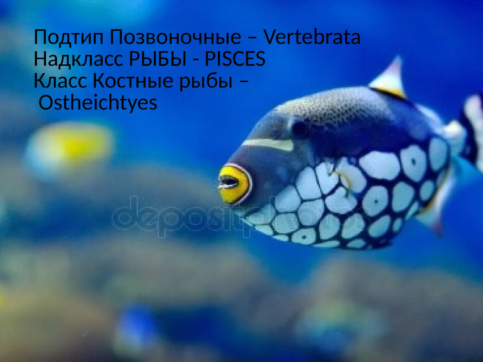 Костные рыбы