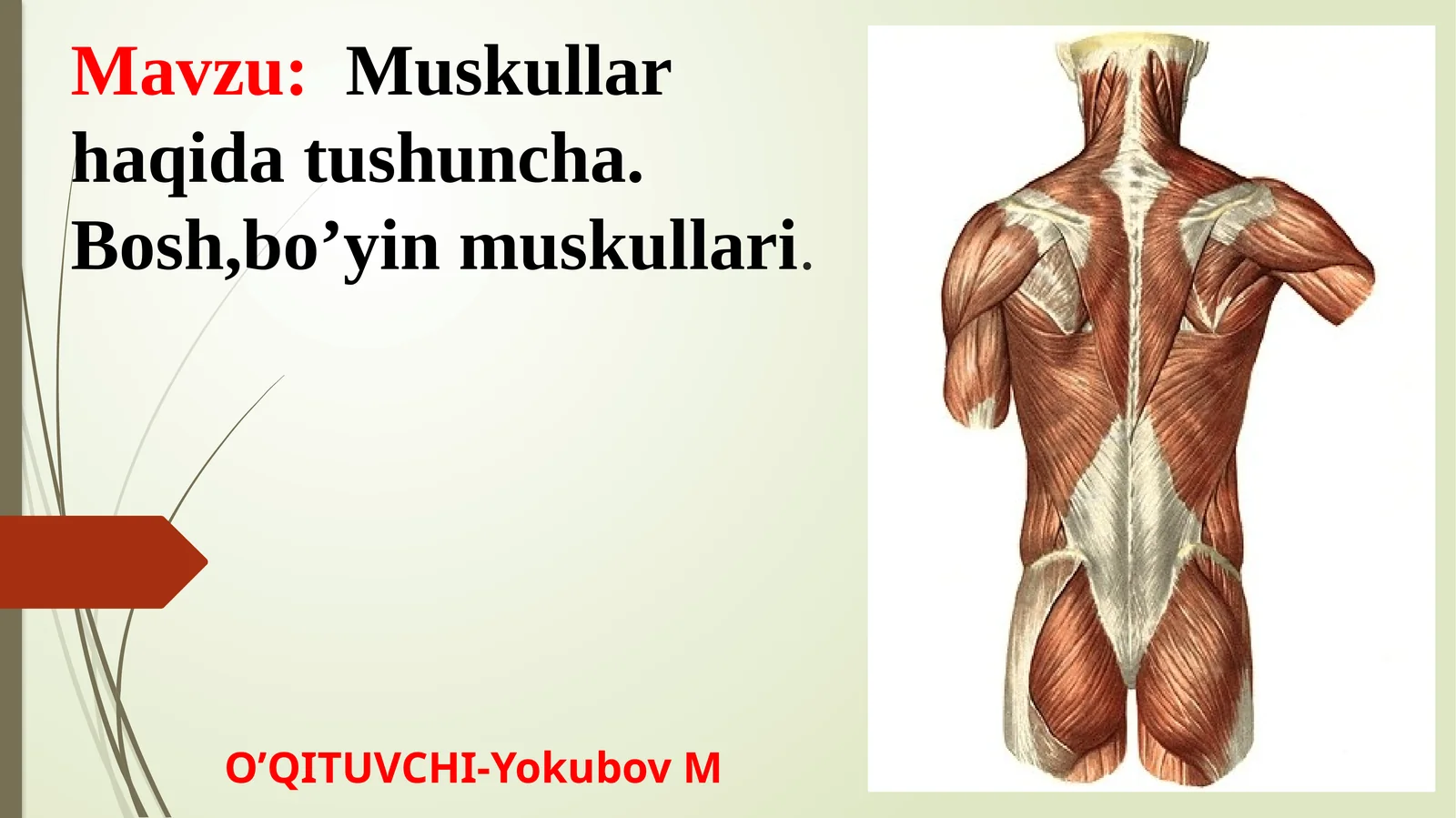 Bo‘yinmushaklari va fassiyalari