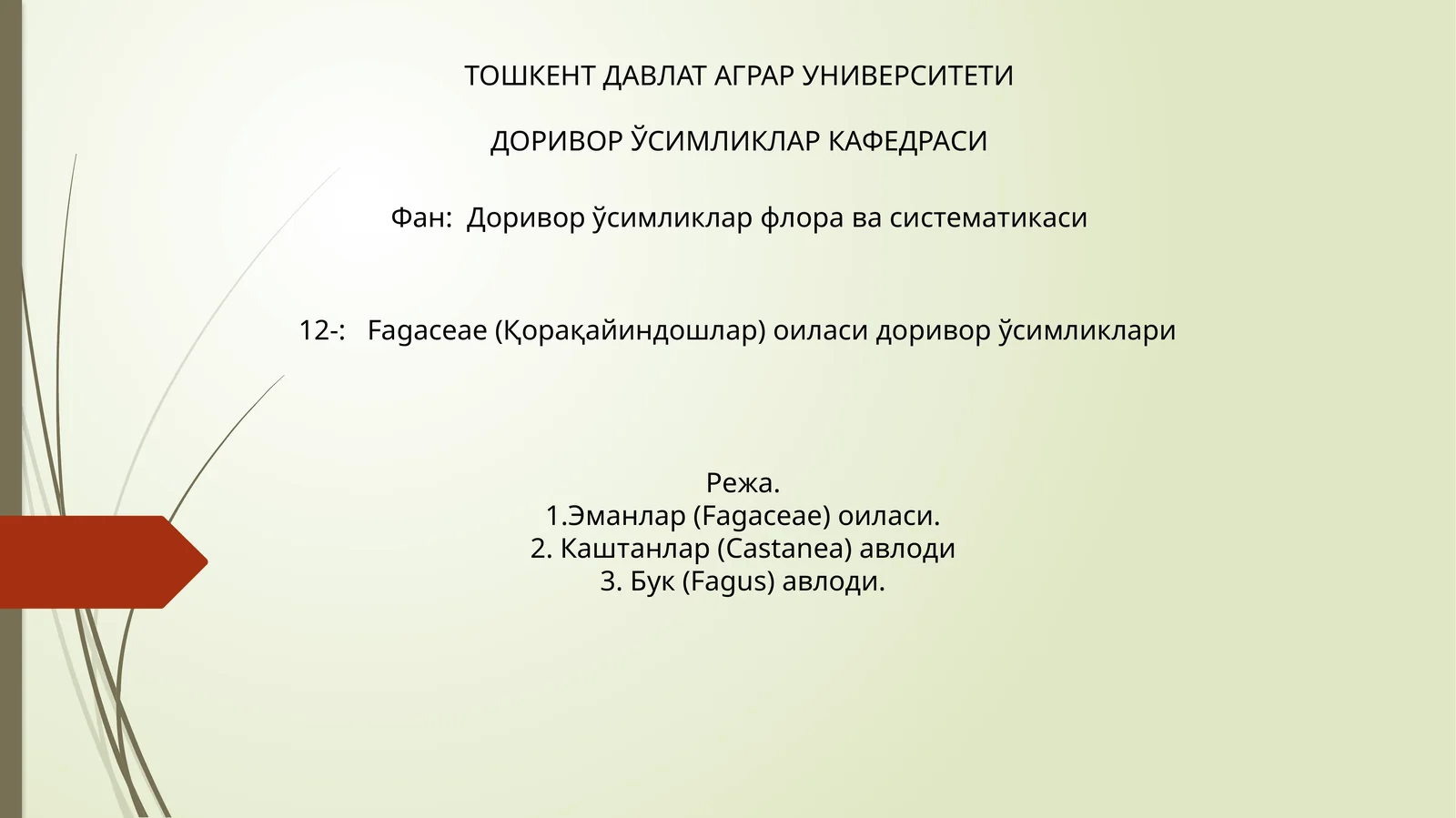 Fagaceae (Қорақайиндошлар) оиласи доривор ўсимликлари