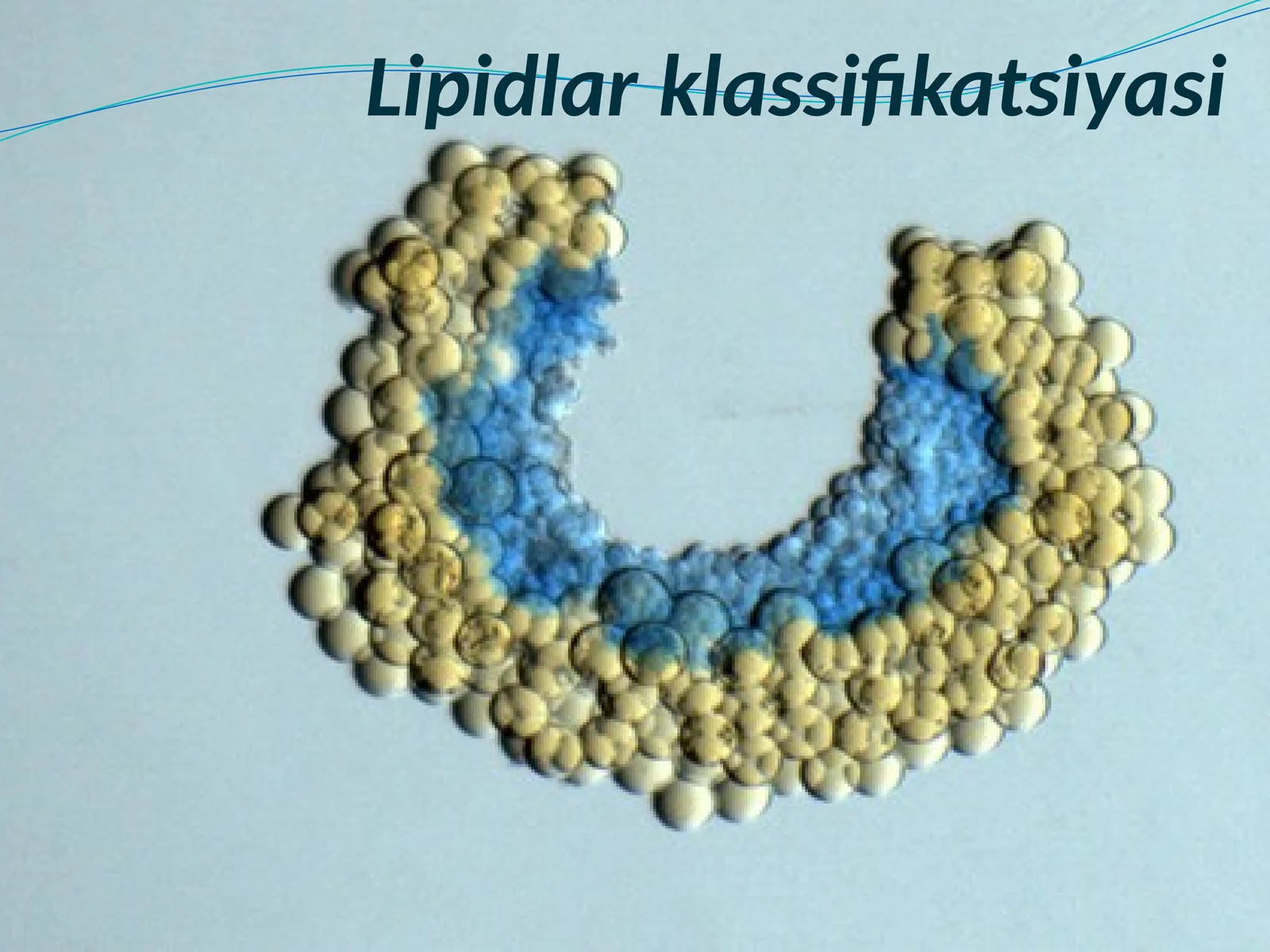 Lipidlarklassifikatsiyasi