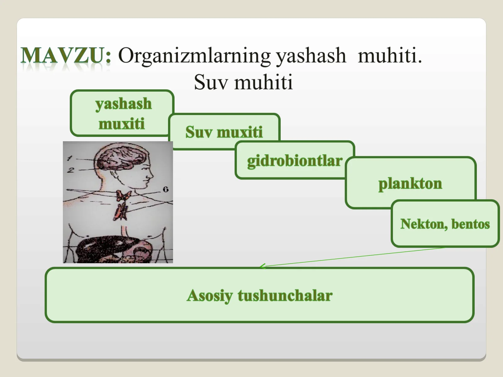 Ekologik omillar