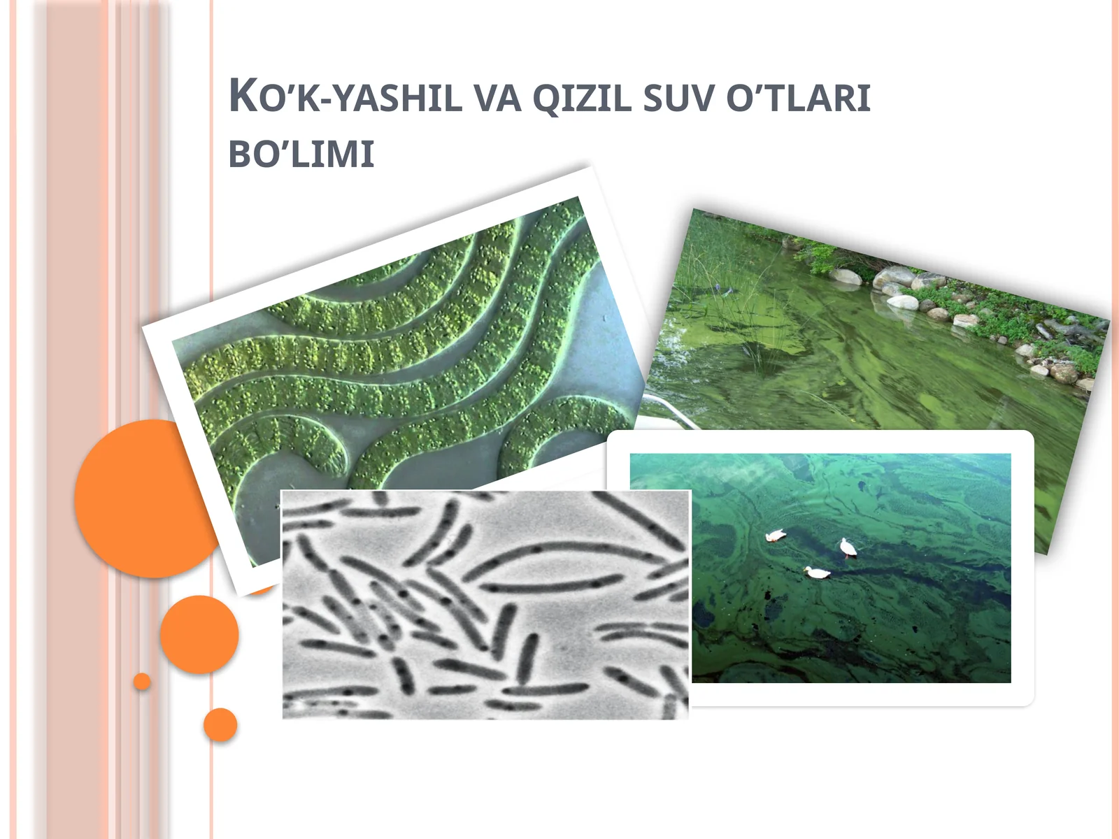 Ko’k-yashil va qizil suv o’tlari bo’limi