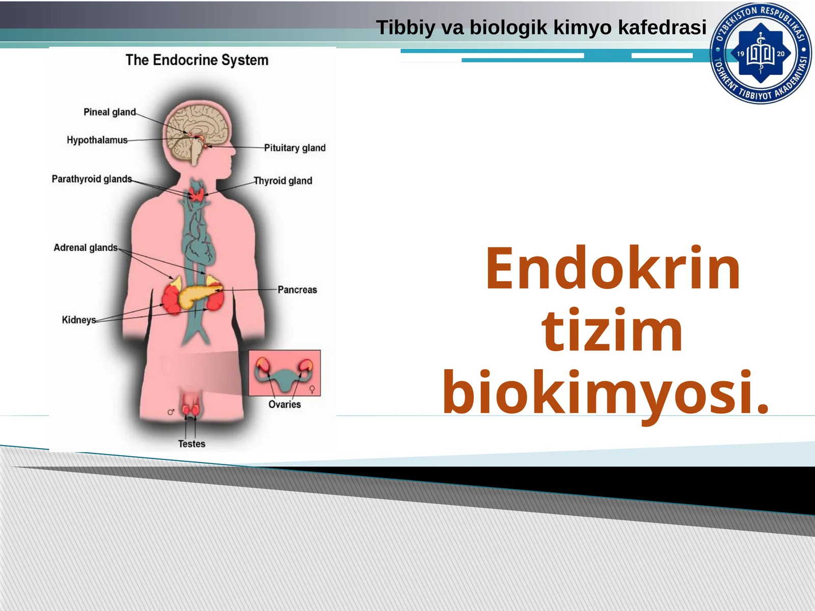 Endokrintizim biokimyosi