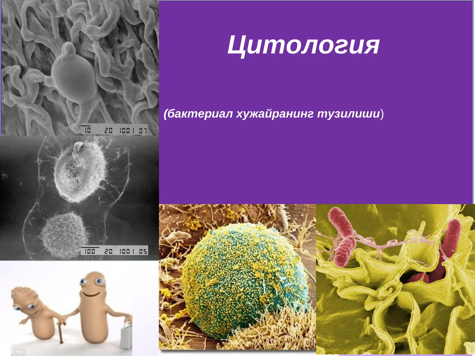 Цитология