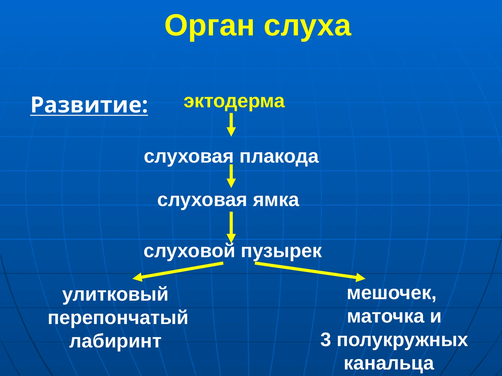 Орган слуха