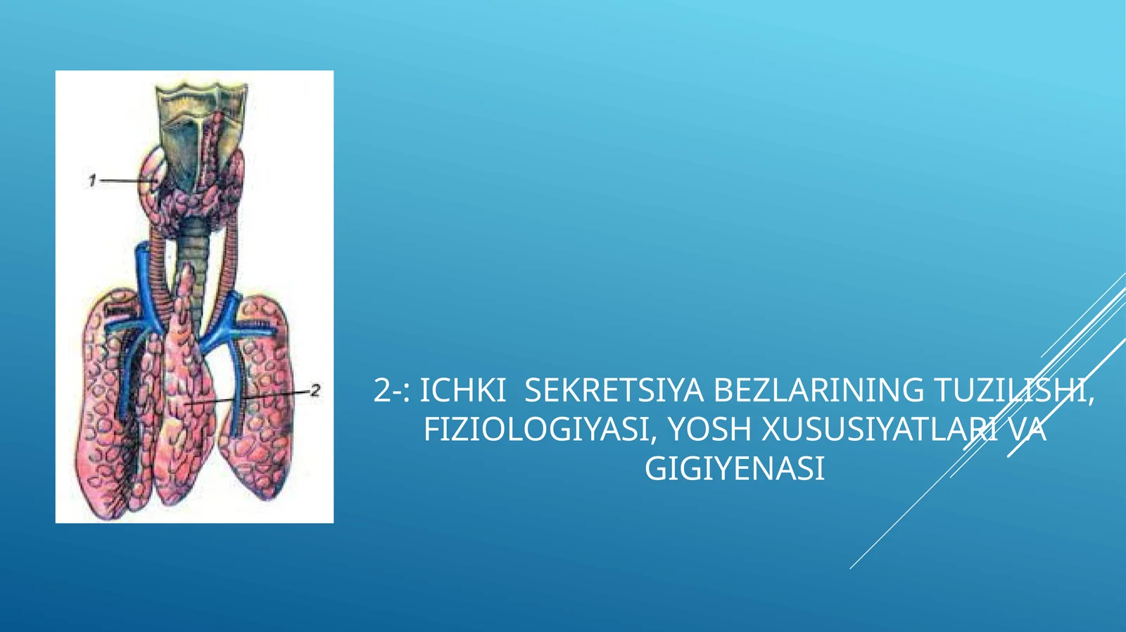 Ichki sekretsiya bezlarining tuzilishi, fiziologiyasi, yosh xususiyatlari va gigiyenasi
