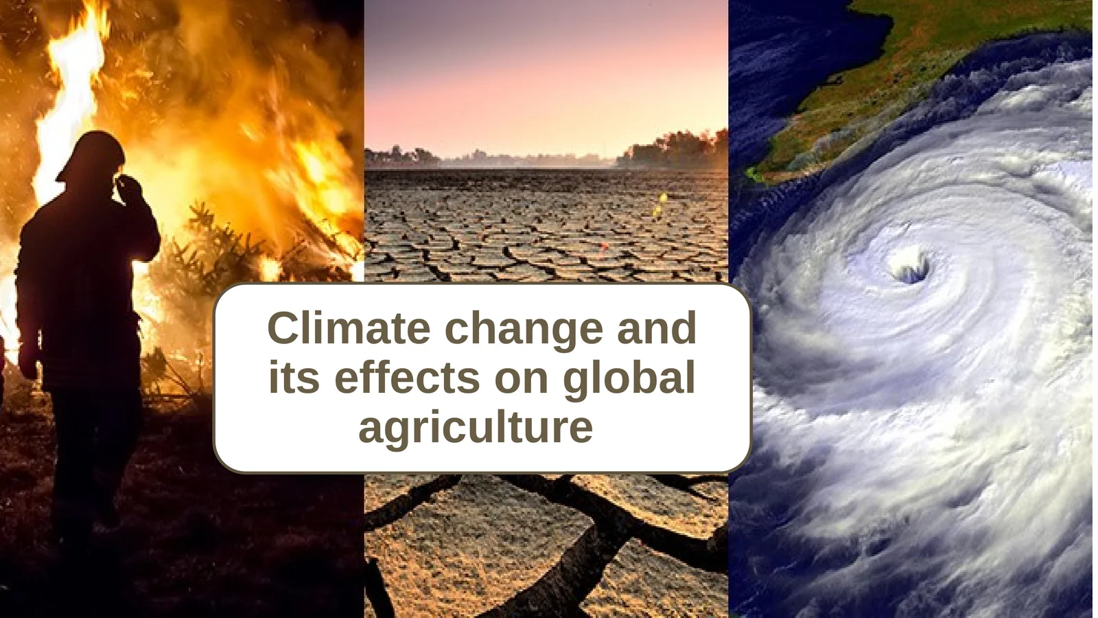 Climate change and its effects on global agriculture