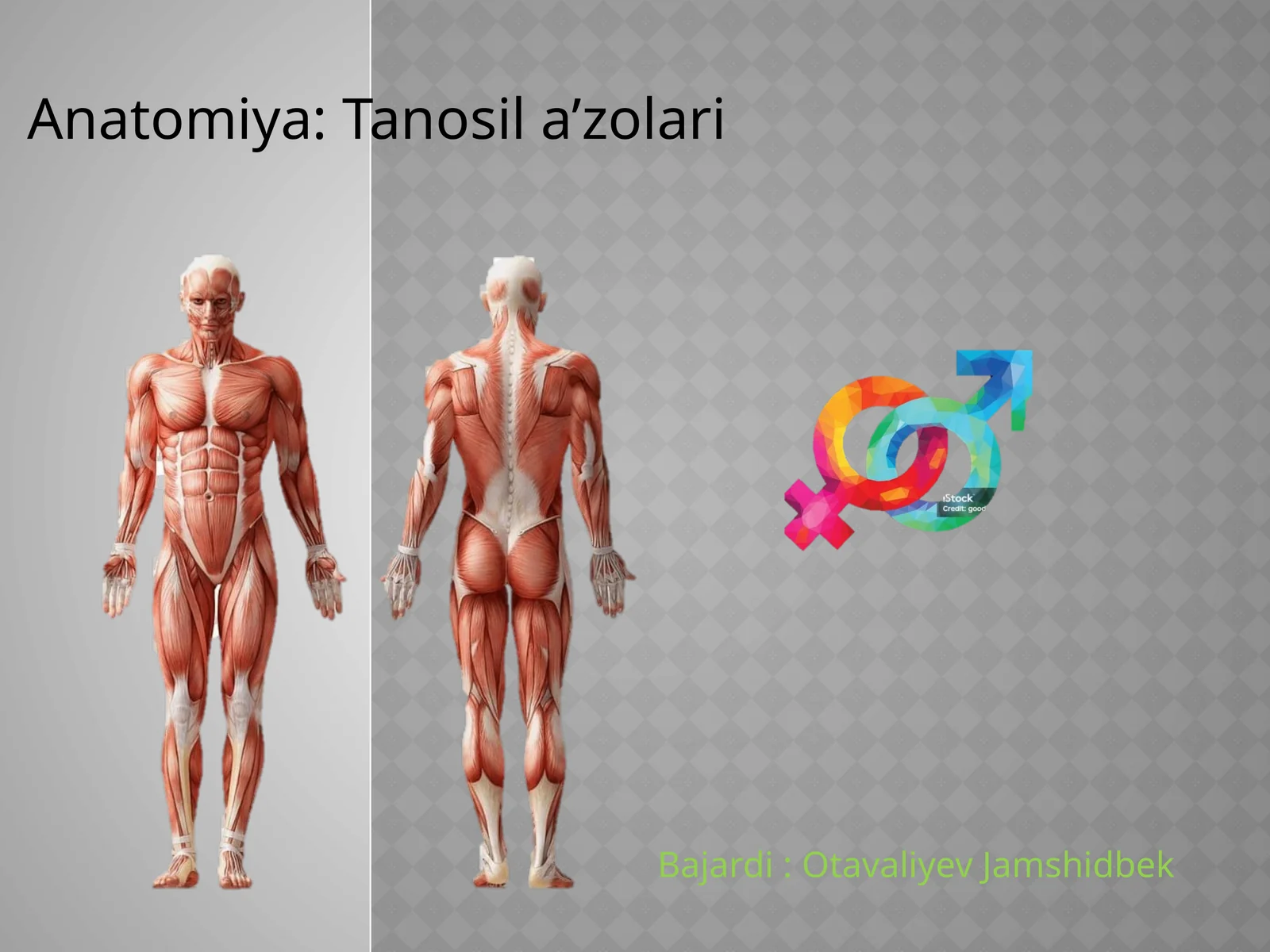 Anatomiya:Tanosila’zolari