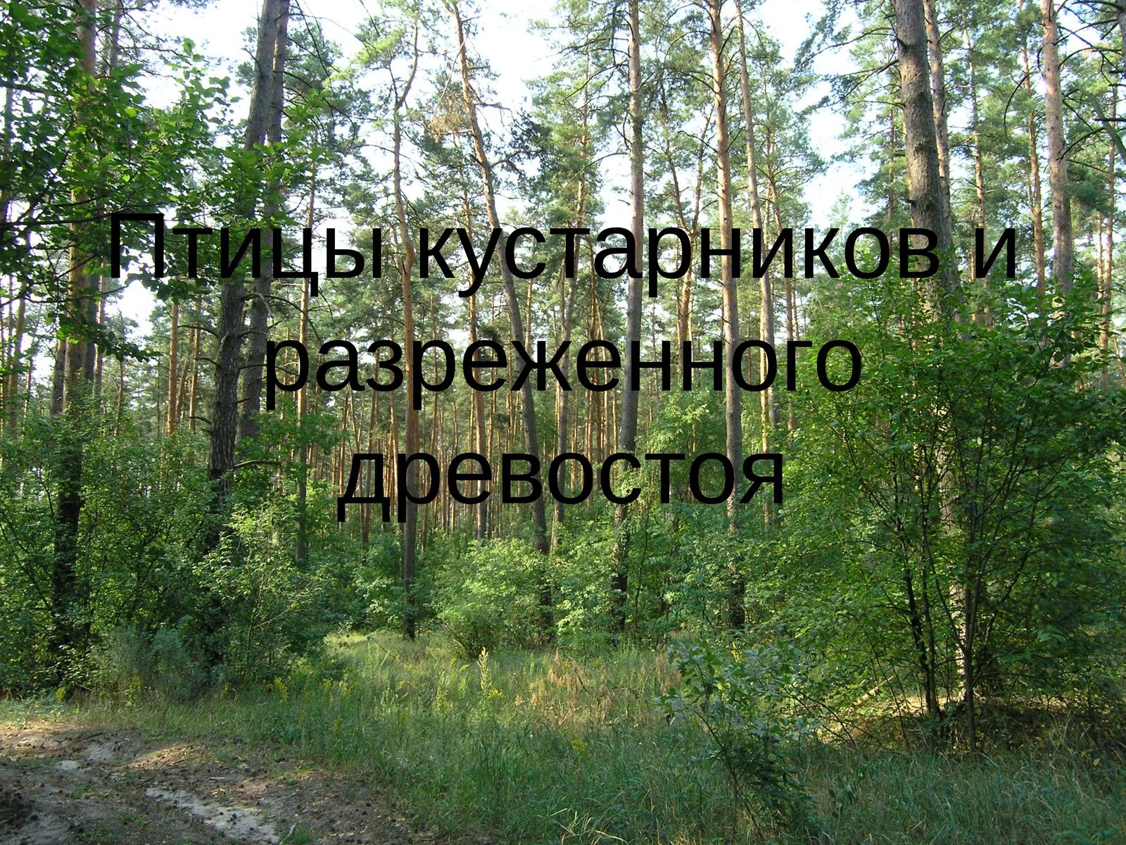 Обыкновенная горлица