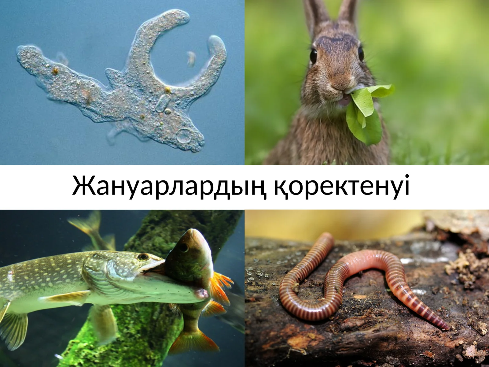 Жануарлардың қоректенуі