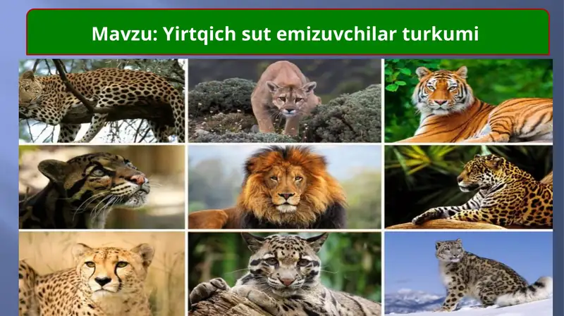 Yirtqich sutemizuvchilar turkumi