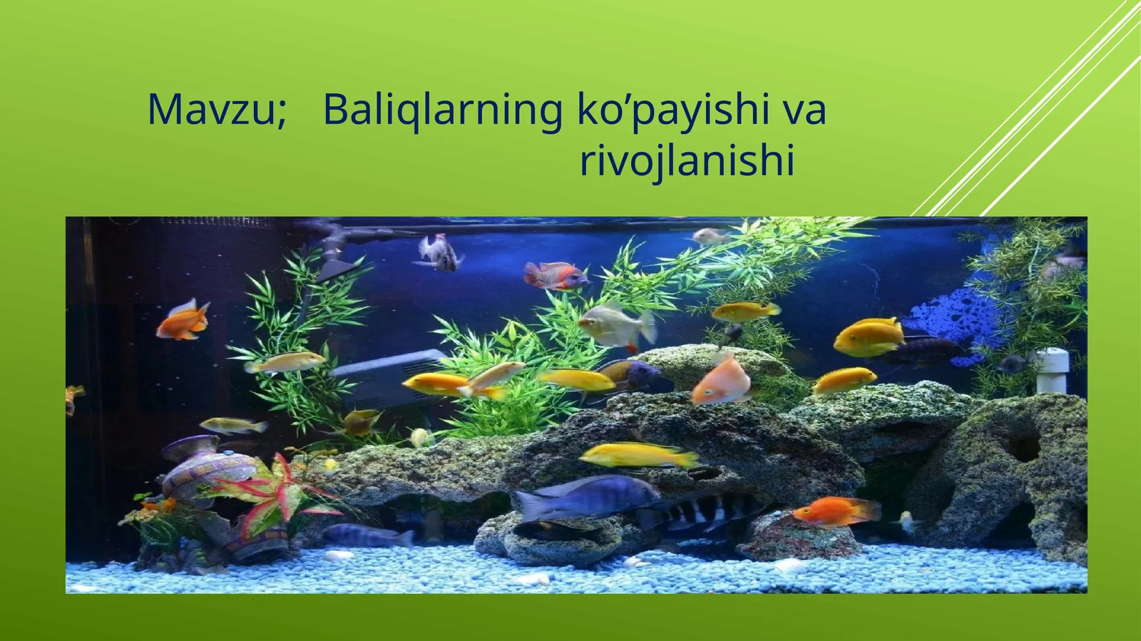 Baliqlarning ko’payishi va rojlanishi