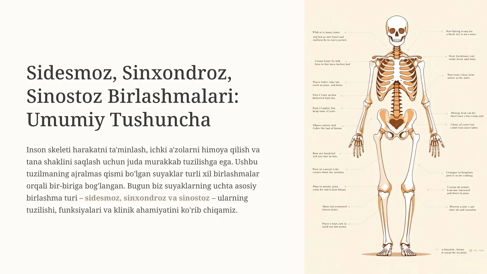 Sidesmoz, Sinxondroz, Sinostoz Birlashmalari: Umumiy Tushuncha