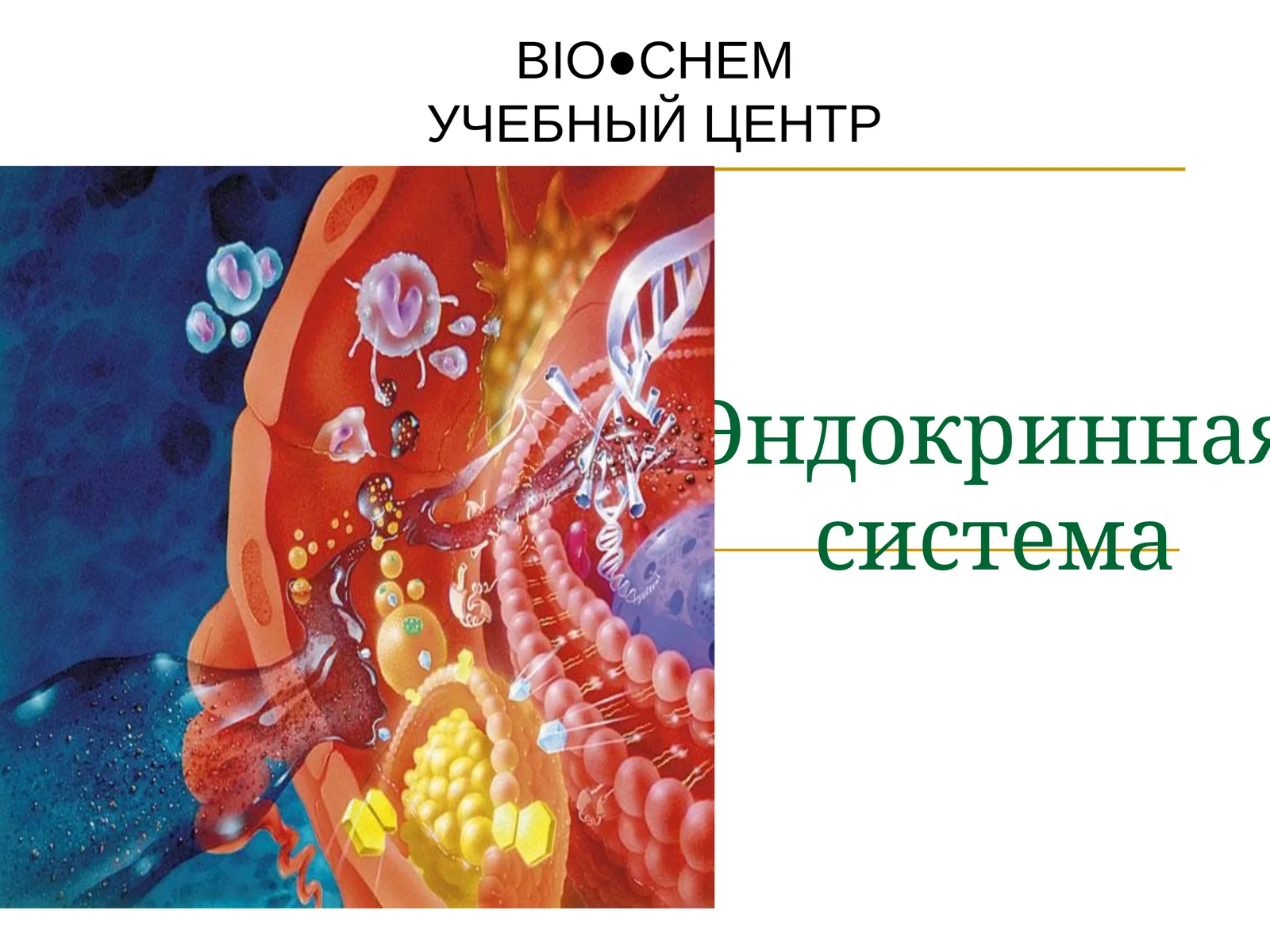 Эндокринная система