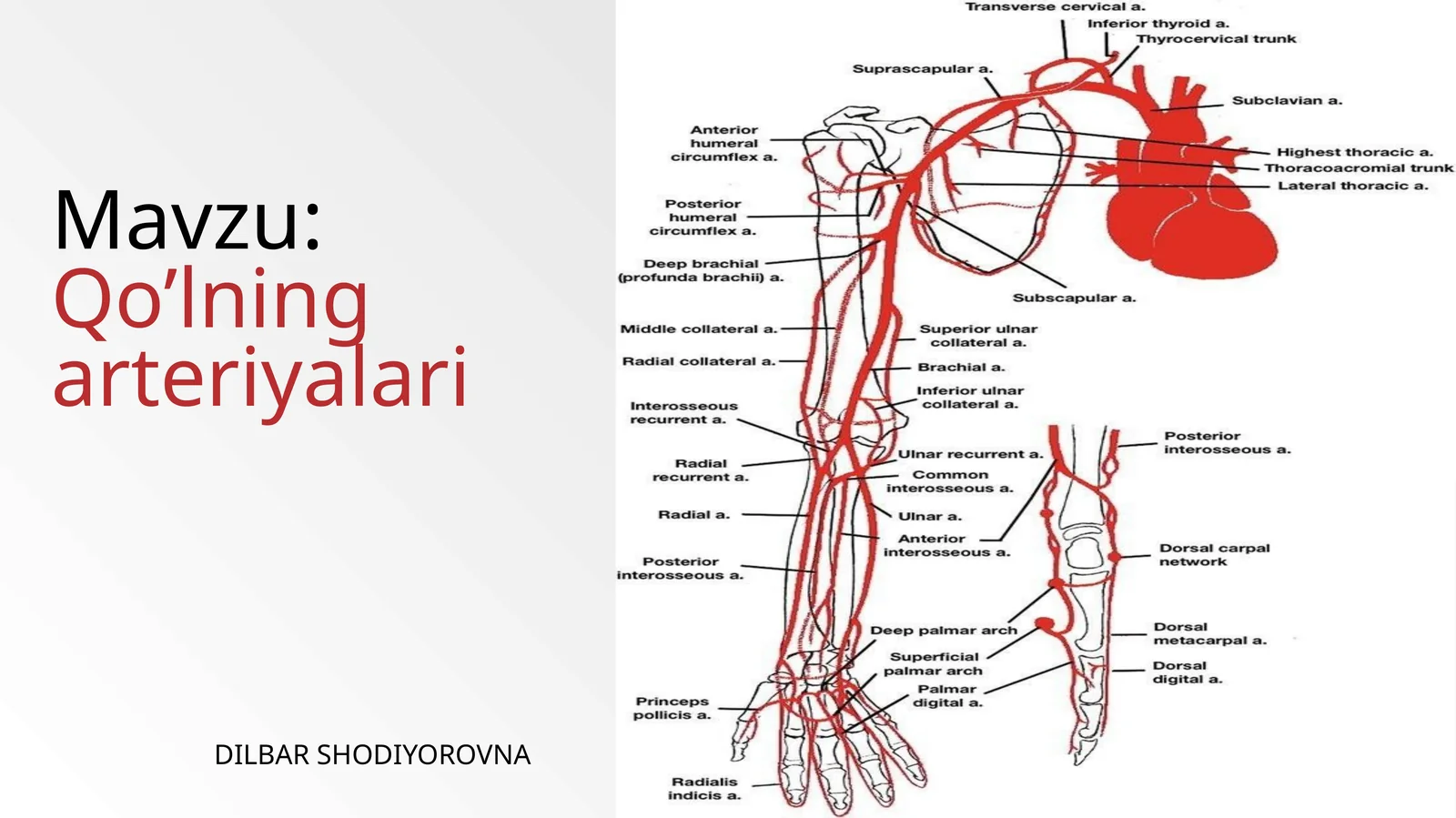 Qo’lning arteriyalari